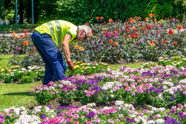 Blackpool Parks and Grounds Maintenance. One man gardening.