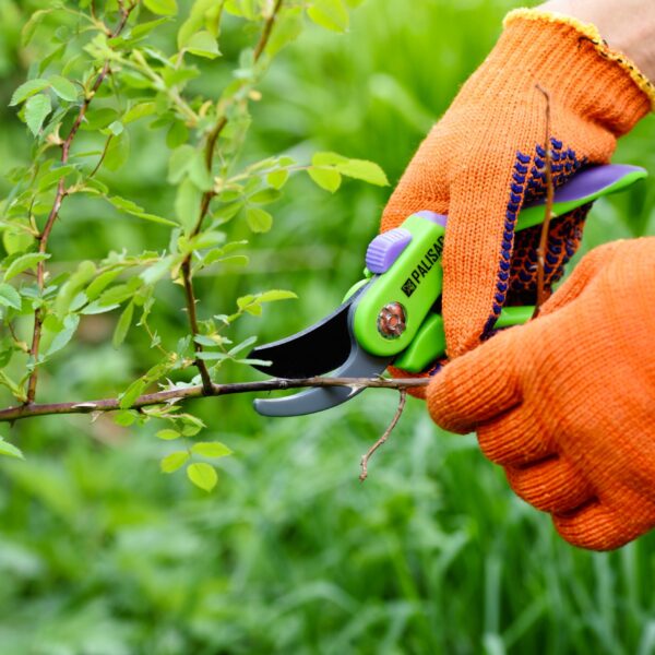 spring pruning roses in the garden gardeners hands